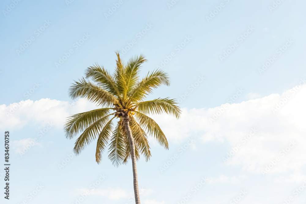 Palm Tree Silhouette Against a Clear Blue Sky