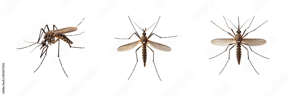 Collection of mosquitto isolated on transparent background. Generated Ai Collection of mosquitto isolated on transparent background. Generated Ai