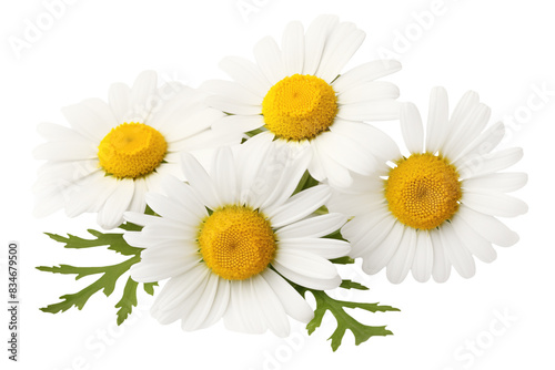 Close-up of chamomile flowers isolated on transparent background.
