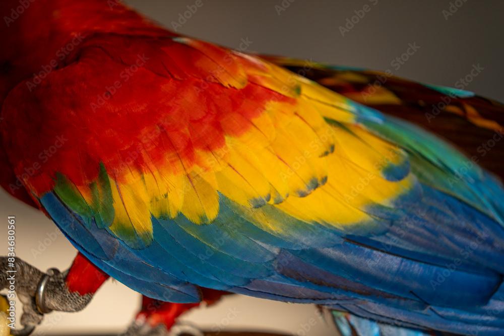 Obraz premium Scarlet macaw bird parrot Costa Rica paradise animal captured beautiful feather close-up of a scarlet macaw parrot bird