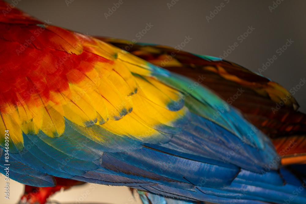Obraz premium Scarlet macaw bird parrot Costa Rica paradise animal captured beautiful feather close-up of a scarlet macaw parrot bird