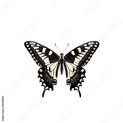 A colorful butterfly with black and yellow wings isolated on a white background