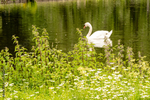 Fototapeta Naklejka Na Ścianę i Meble -  Beautiful swan floating in a calm pond. Colorful flower meadow in the foreground, reflections in the water