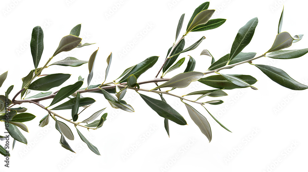 branch of a olive tree with leaves isolated on white background branch of a olive tree with leaves isolated on white background
