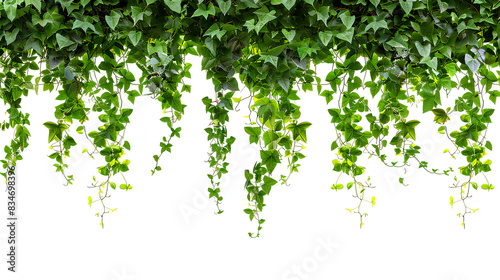 Tropical creeper border hanging, isolated on white background