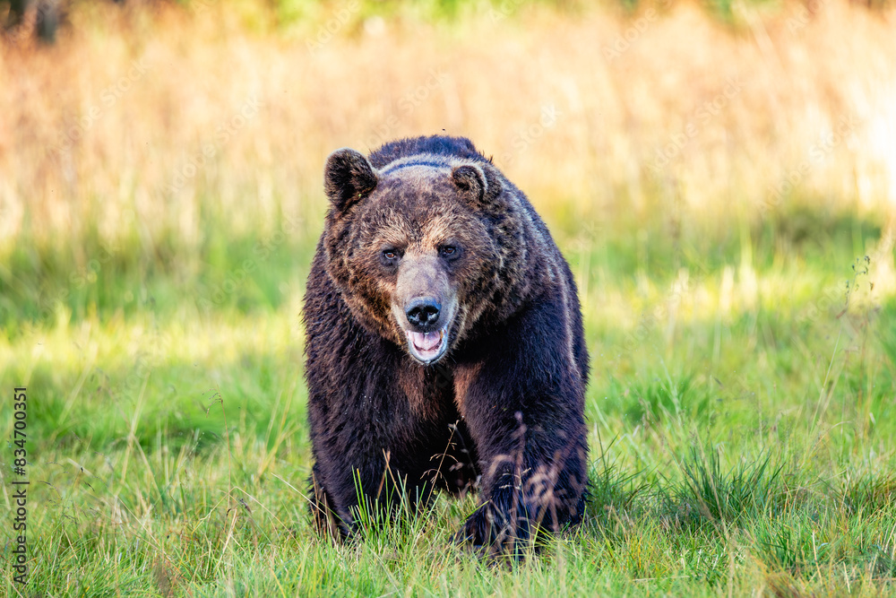 Fototapeta premium brown bear in the grass