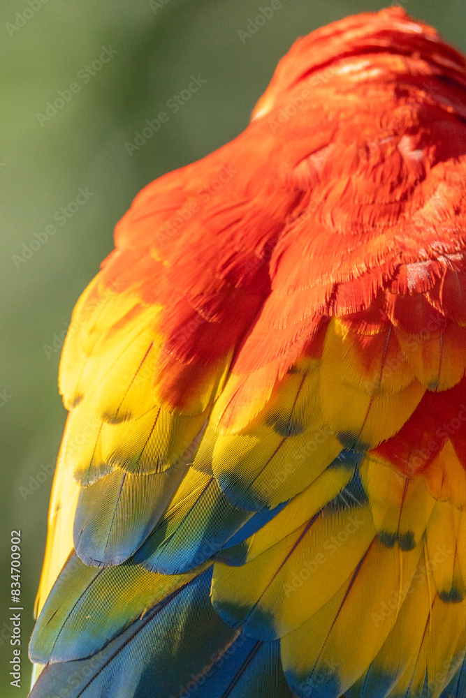 Obraz premium Scarlet macaw bird parrot Costa Rica paradise animal captured beautiful feather close-up of a scarlet macaw parrot bird