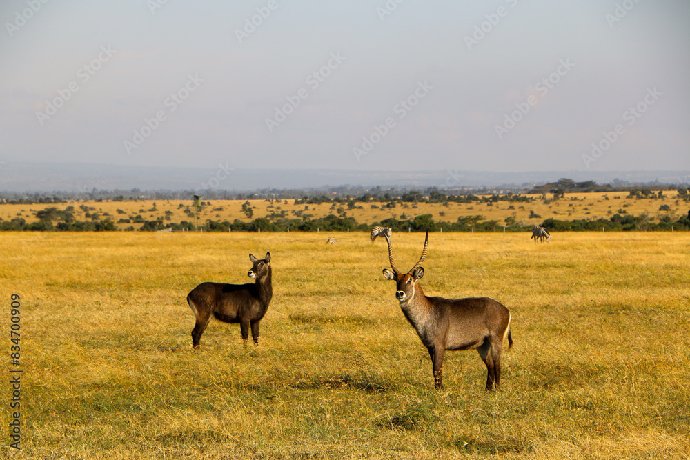 antelope in the wild, Kenya 