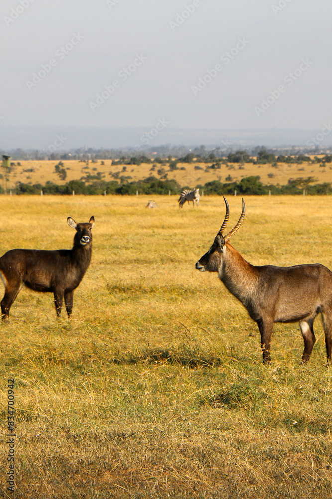 Fototapeta premium antelope in the wild, Kenya 
