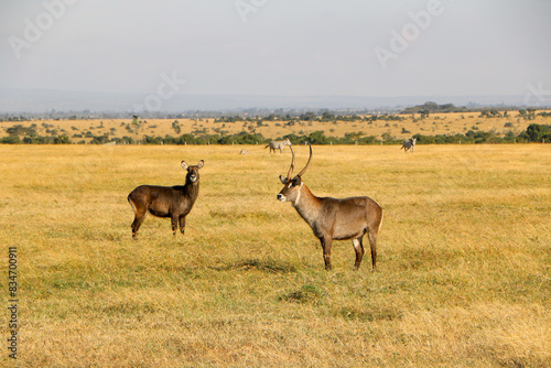 antelope in the wild  Kenya 