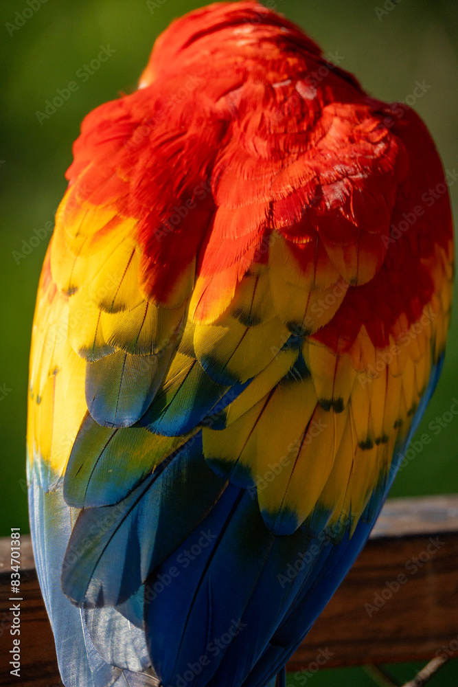 Obraz premium Scarlet macaw bird parrot Costa Rica paradise animal captured beautiful feather close-up of a scarlet macaw parrot bird
