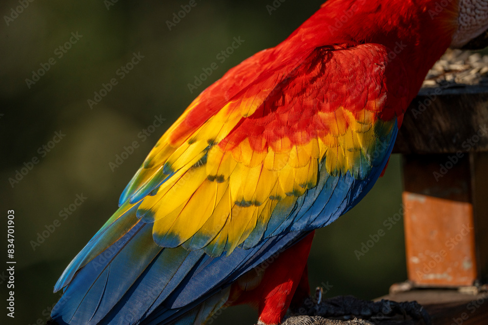 Obraz premium Scarlet macaw bird parrot Costa Rica paradise animal captured beautiful feather close-up of a scarlet macaw parrot bird