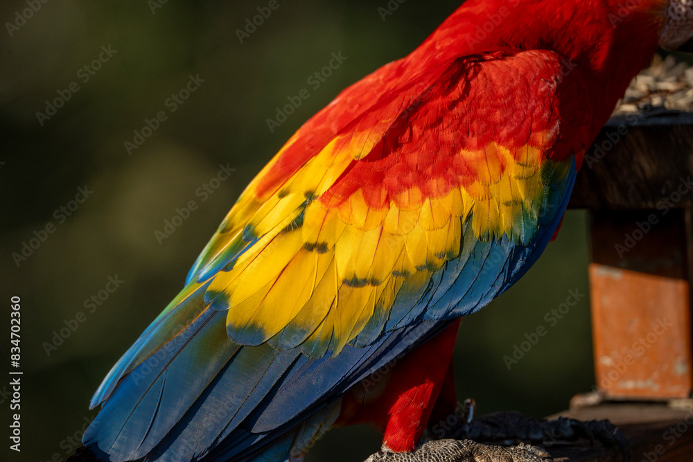 Obraz premium Scarlet macaw bird parrot Costa Rica paradise animal captured beautiful feather close-up of a scarlet macaw parrot bird