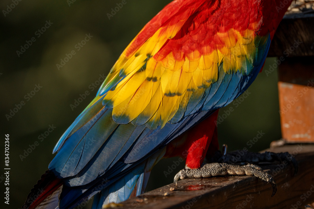 Obraz premium Scarlet macaw bird parrot Costa Rica paradise animal captured beautiful feather close-up of a scarlet macaw parrot bird