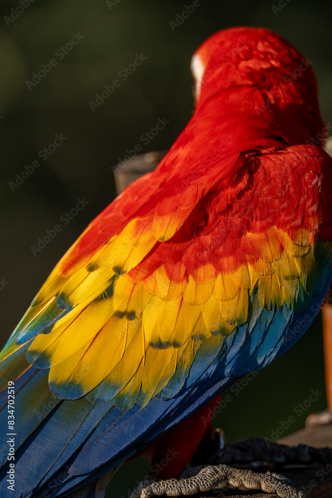 Obraz premium Scarlet macaw bird parrot Costa Rica paradise animal captured beautiful feather close-up of a scarlet macaw parrot bird