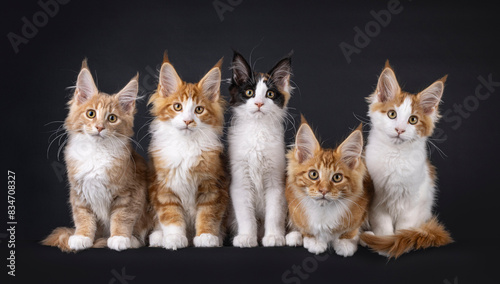 Row of 5 Maine Coon cat kittens in different colors, sitting and laying perfectly beside each other. All looking towards camera. Isolated on a black background. © Nynke
