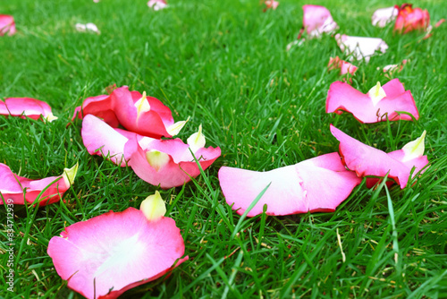 flower scattering. pink rose petals lie on green grass, top view close up flowers concept