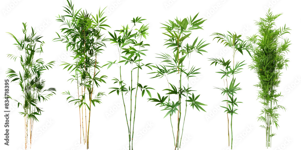A collection of six isolated green bamboo plants on a white background