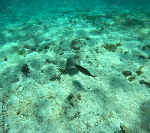 snorkeling in the tropical water : southern stingray followed by pilot fish, undersea photo in Petite Terre photo