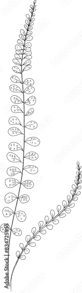 Fototapeta premium Hand drawn ferns