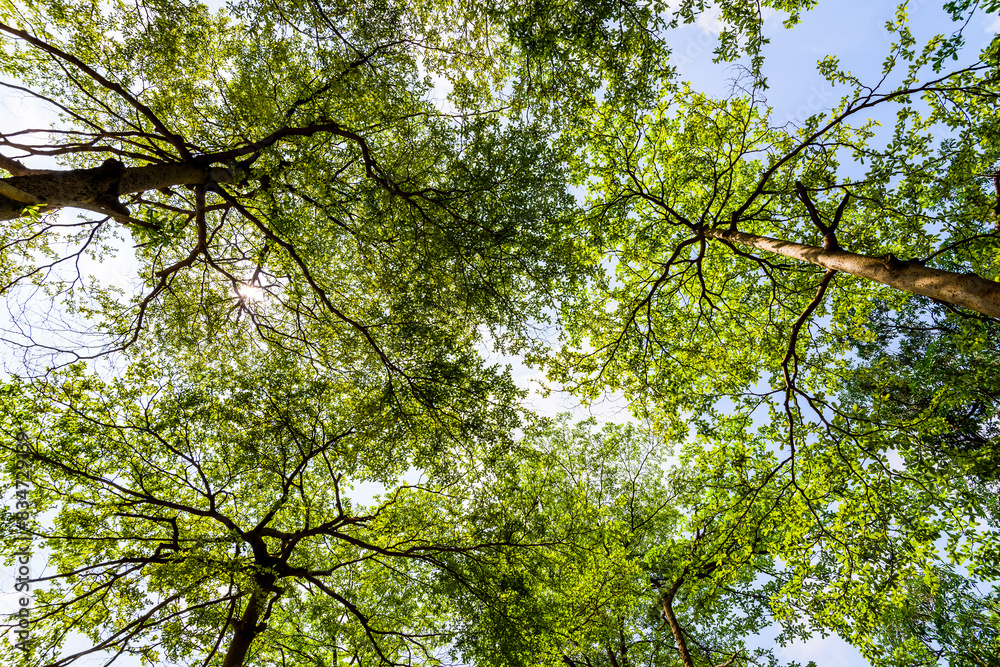Obraz premium Low-angle view of Terminalia Mantaly trees with the blue sky in the park.