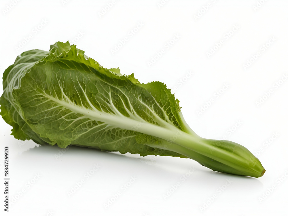 lettuce on white background , lettuce vegetable