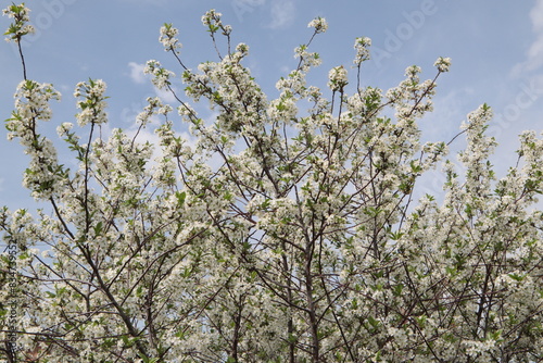 Cherry blossoms. Large tree with flowering branches. Close-up. Selective focus. Copyspace
