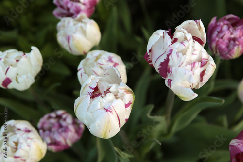 Tulips. Beautiful white and pink flowers of unusual colors on a blurred background. Close-up. Selective focus. Copyspace