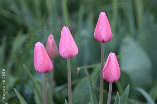 Tulips. Beautiful pink flowers on a blurred background. Close-up. Selective focus. Copyspace