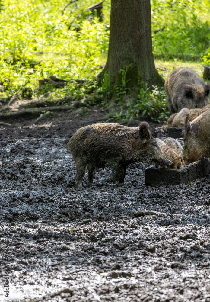 Wild boar (Sus scrofa) in the forest Wild boar (Sus scrofa) in the forest