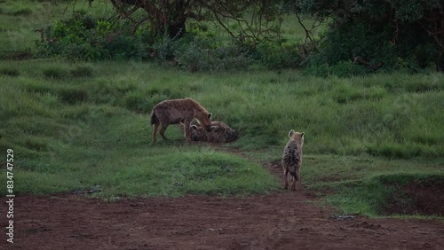 wounded spotted hyenas limping through a national park photo