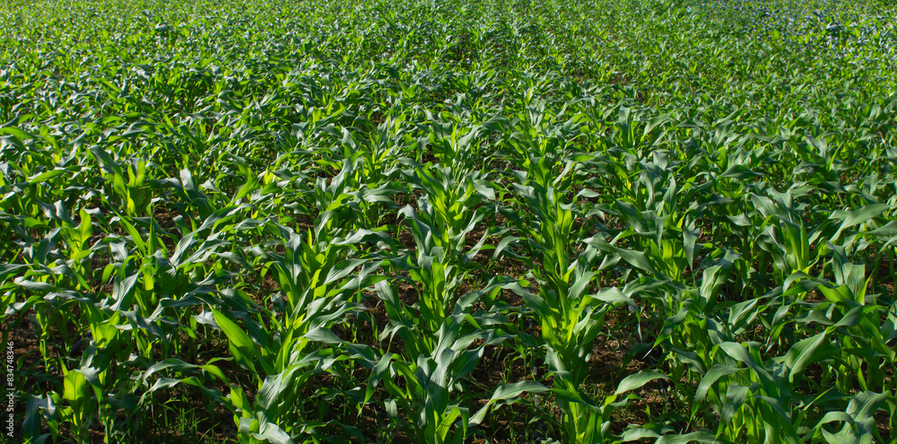 corn field, culivon, agriculture, field crops, nature corn field, culivon, agriculture, field crops, nature