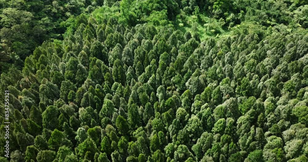 Aerial view of a lush green forest with dense trees and vegetation Aerial view of a lush green forest with dense trees and vegetation