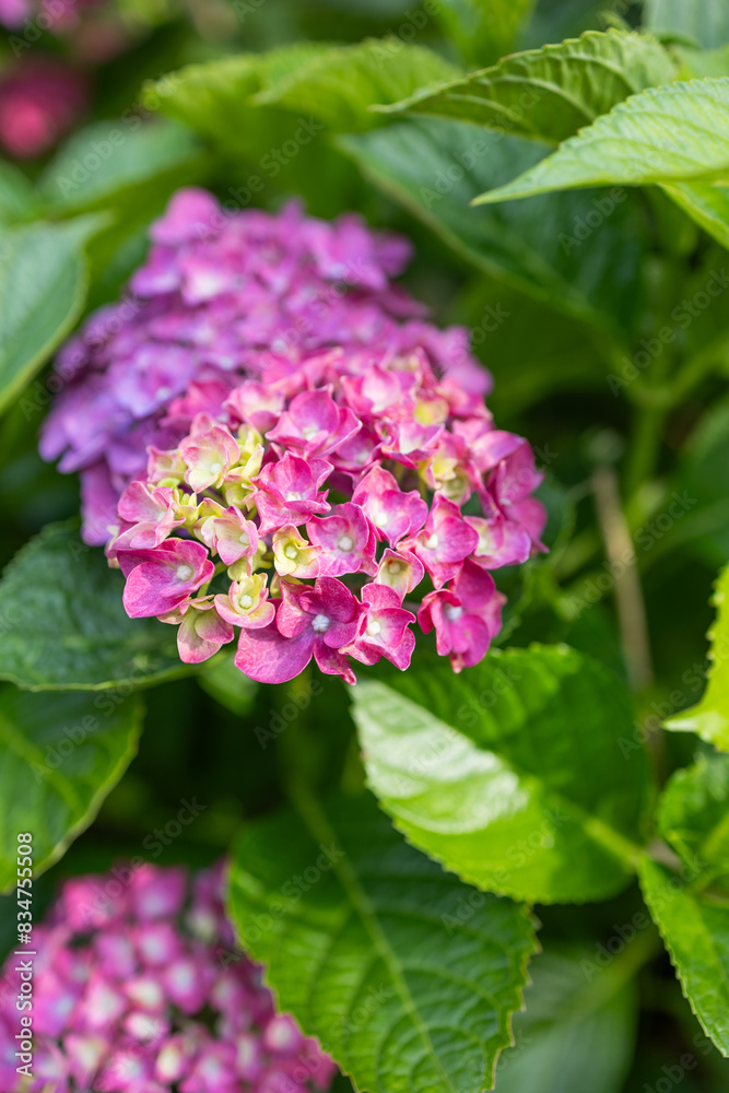 Images of Japan - Hydrangea, the Rainy Season Flower Called Ajisai Images of Japan - Hydrangea, the Rainy Season Flower Called Ajisai