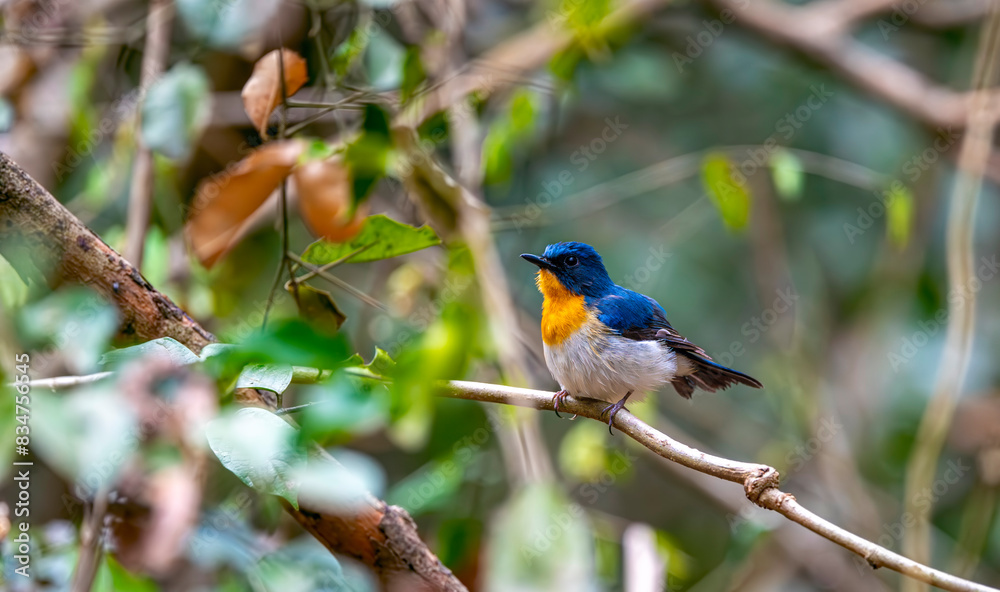 Charming fat blue bird with orange feathers on its chest perching on bamboo stick details from head to tail and toes isolated on white background .( Mangrove blue flycatcher )