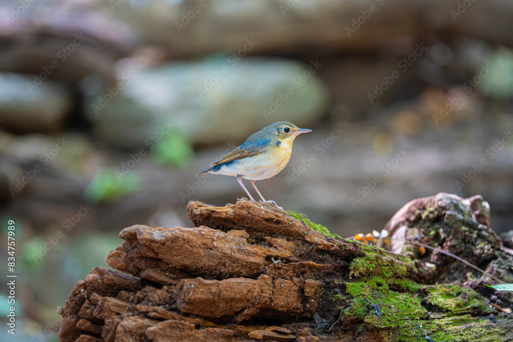 Siberian Blue Robin bird in its natural environment in Thailand Siberian Blue Robin bird in its natural environment in Thailand