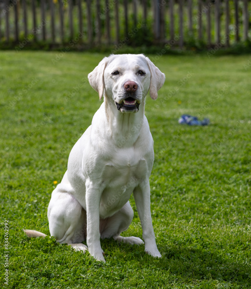 A white Labrador sits in the grass
