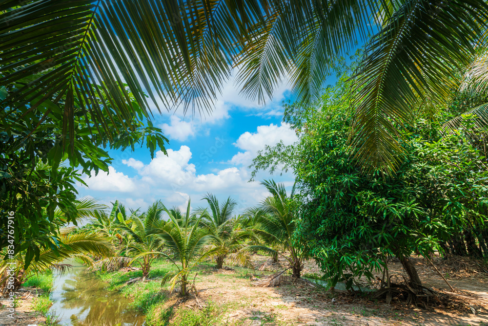 Fototapeta premium Green Banana and Coconut tree plantation in nature farm with a water canal a tropical rain forest the garden integrated agriculture nature the garden with daylight blue sky white clouds in Thailand.