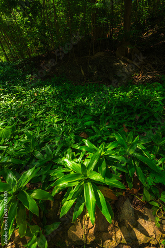beautiful green callisia fragrans plant at Huai Kaeo waterfall at Huai Kaeo waterfall National Park in tourist attraction with green forest nature in Chiang Mai Thailand.