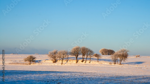 Trees in the Snow - 3361