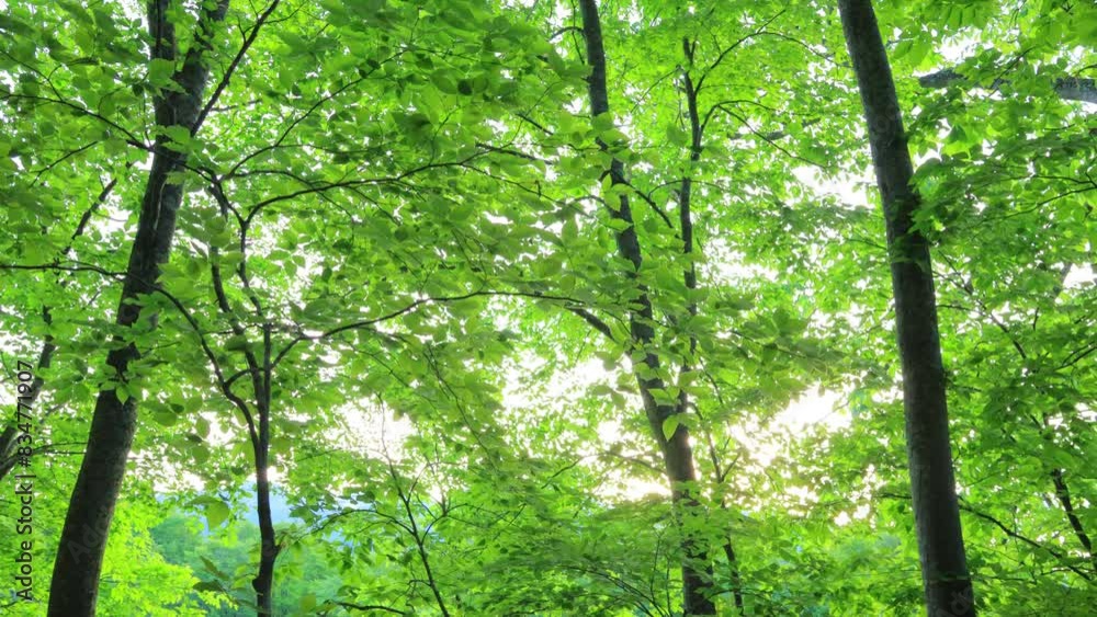 Green forest. Tree with green Leaves and sun light.
Green forest. Tree with green Leaves and sun light.