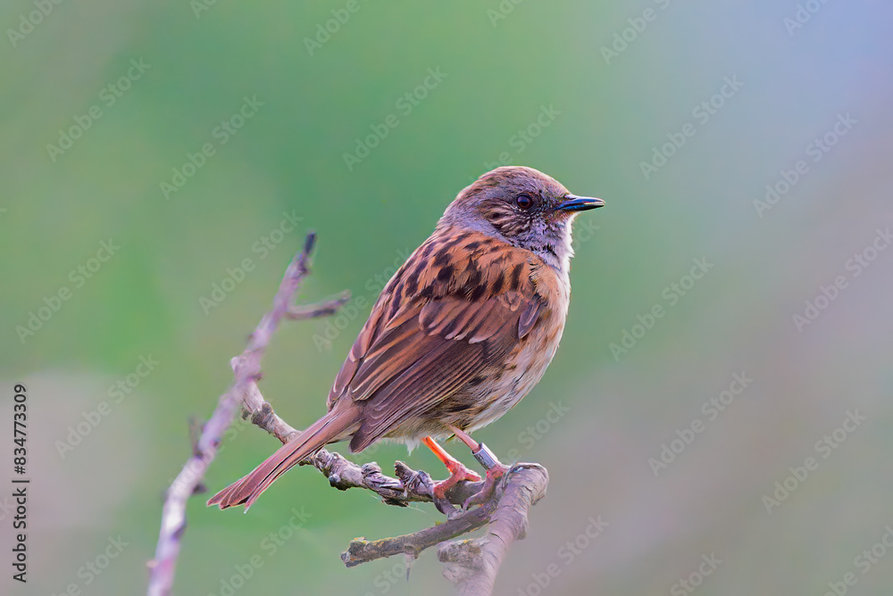 Fototapeta premium Dunnock