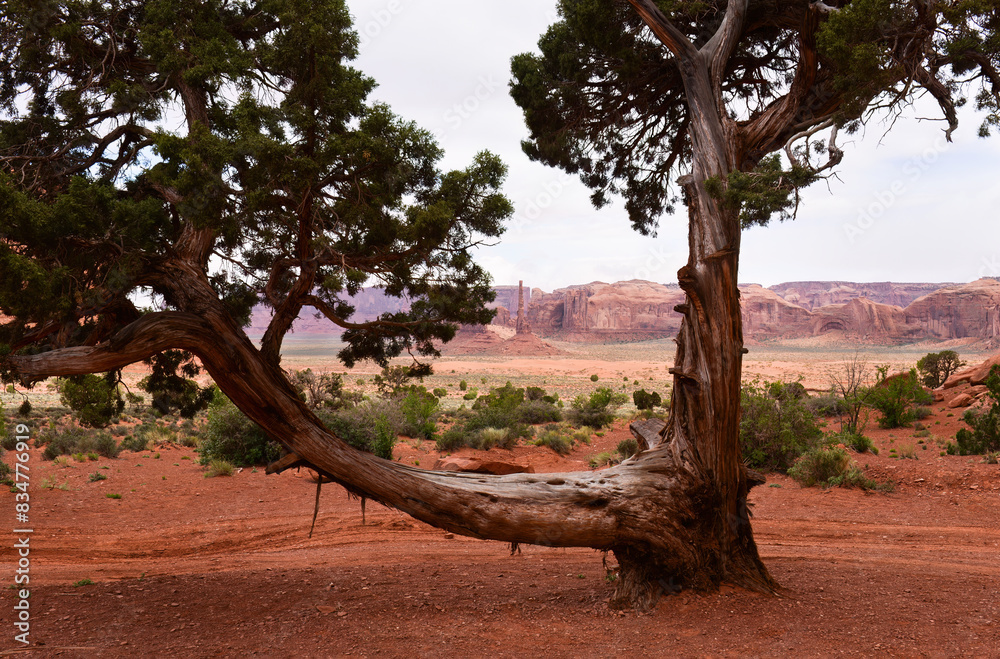 Tree branches framing buttes and mesas in Monument Valley Navajo Tribal Park. Arizona. USA.