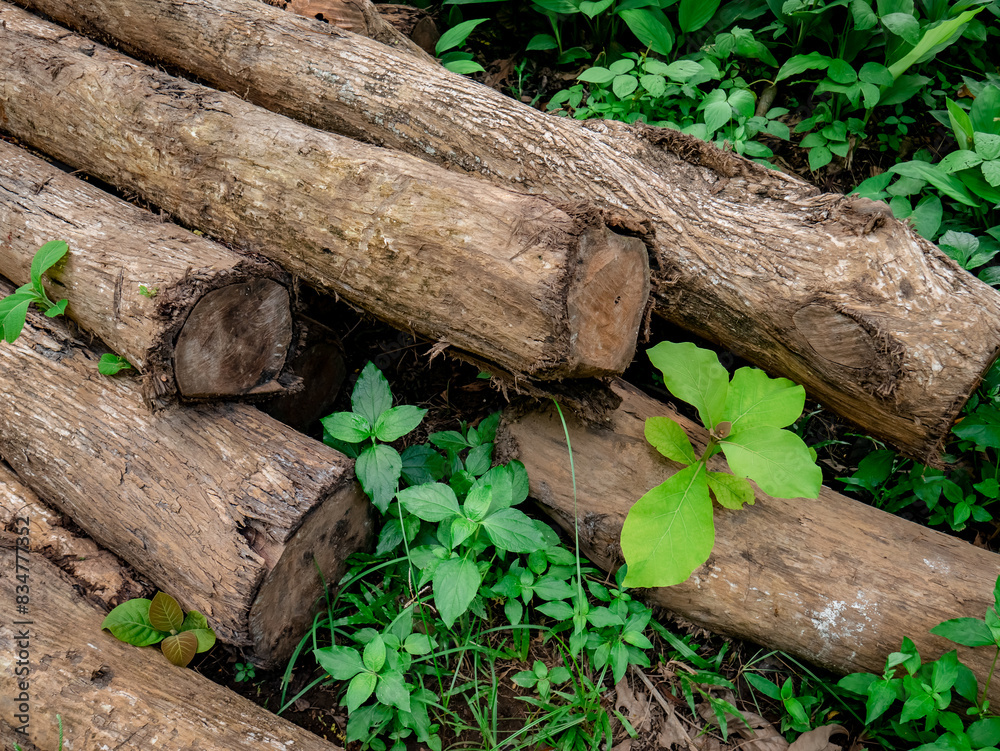 pieces of young teak wood that are placed in the ground until new leaves grow pieces of young teak wood that are placed in the ground until new leaves grow