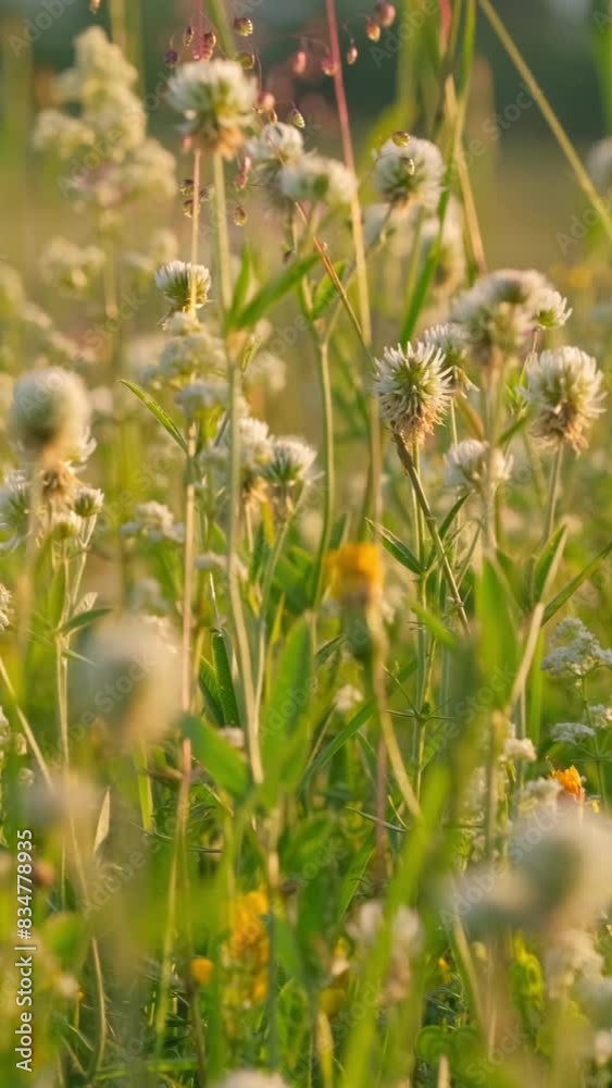 Camera slowly moving through alpine meadow with colorful flowers. Wildflowers on the edge of the field in summer at sunset. Dolly, slide camera movement Camera slowly moving through alpine meadow with colorful flowers. Wildflowers on the edge of the field in summer at sunset. Dolly, slide camera movement