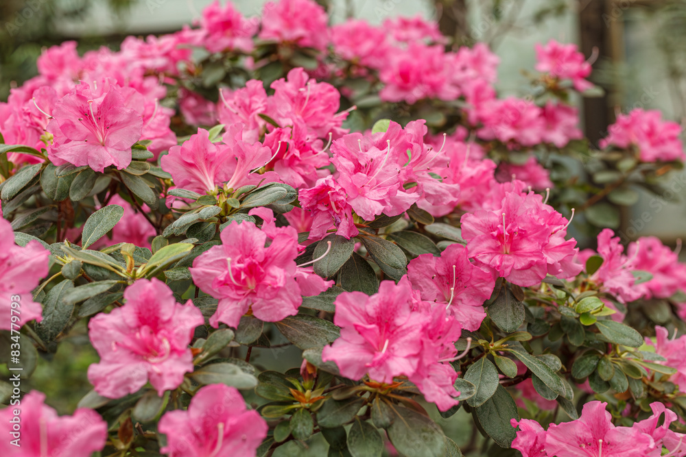 Beautiful blooming pink Azalea bushes Beautiful blooming pink Azalea bushes