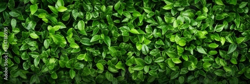 Wallpaper Mural Lush green leaves background, horizontal blur featuring dense foliage with vibrant green colors and rich textures, creating a fresh and natural feel, ideal for a banner with space for text

Natural  Torontodigital.ca
