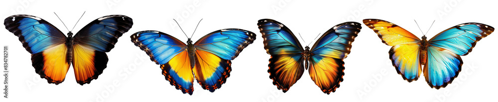Set of butterfly in flight isolated on a transparent background. Set of butterfly in flight isolated on a transparent background.