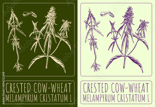 Vector drawing CRESTED COW-WHEAT. Hand drawn illustration. The Latin name is MELAMPYRUM CRISTATUM L