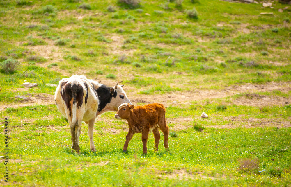 Obraz premium A cow and a newborn calf graze on a pasture in a green meadow. The concept of animal husbandry and organic food.